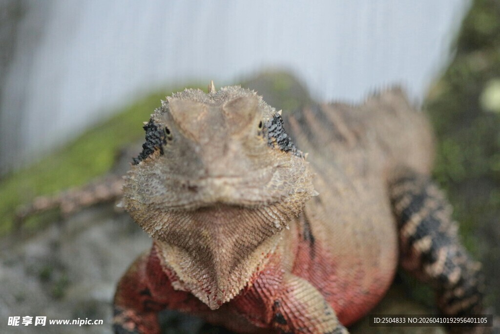 特写 可爱的变色蜥蜴
