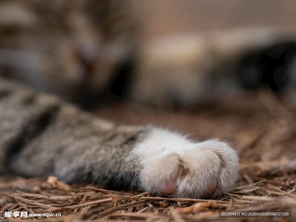 猫咪可爱爪子特写