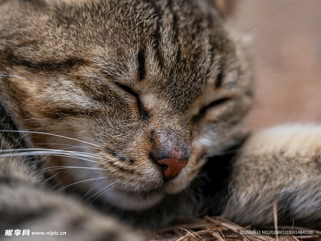 酣睡的猫咪