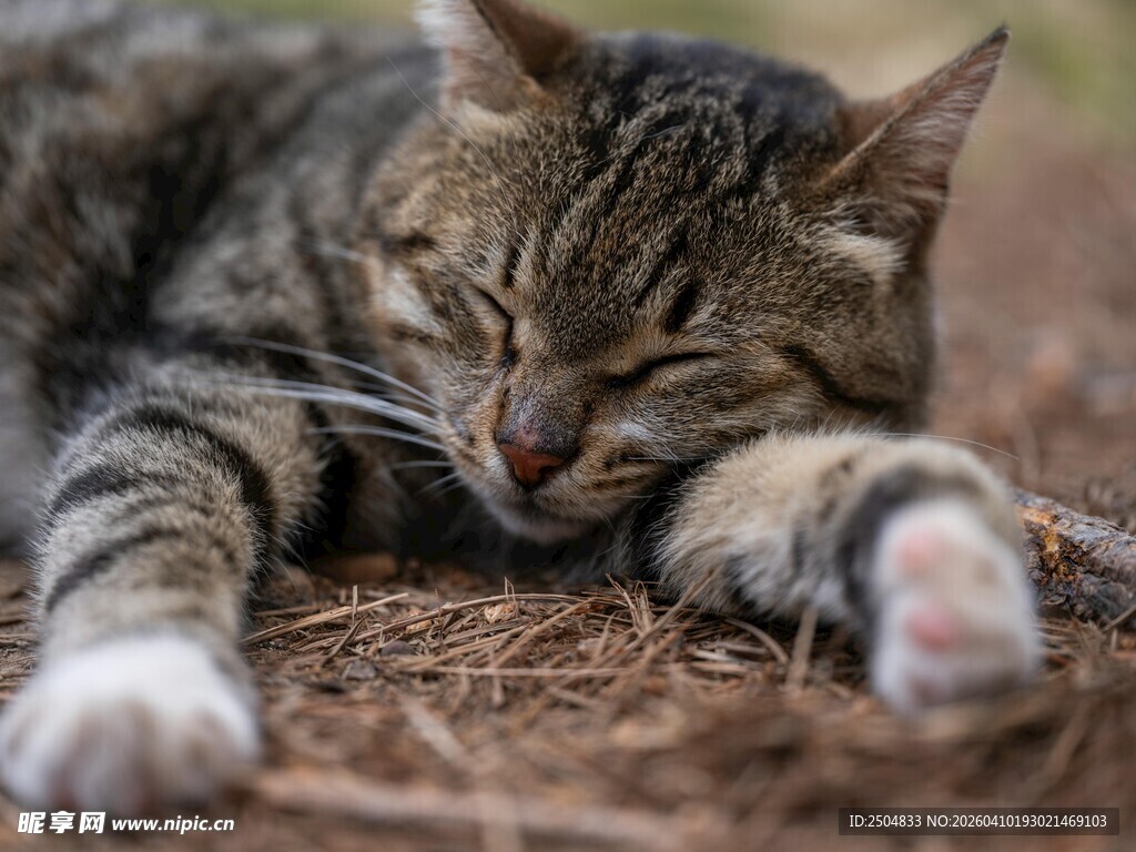 酣睡的猫咪