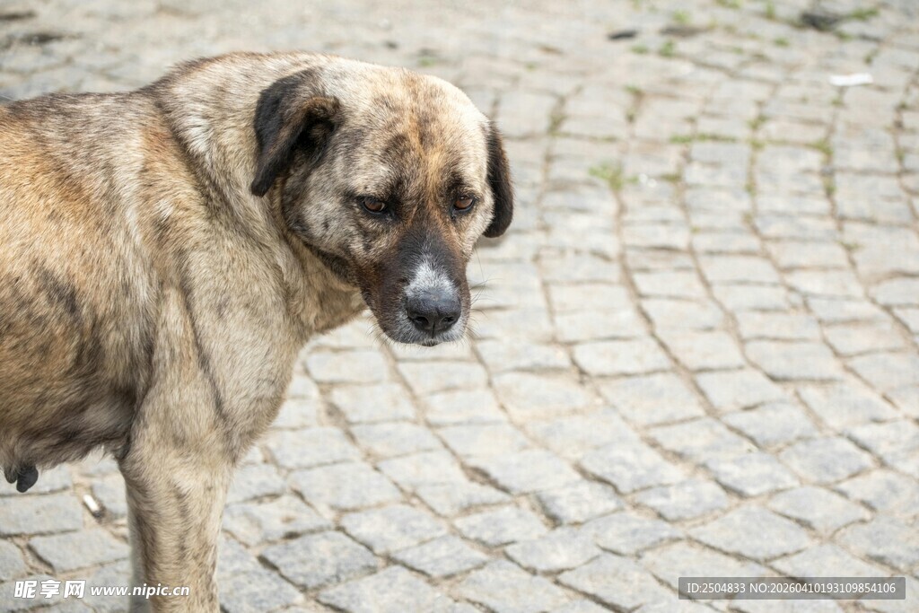 街头的流浪狗