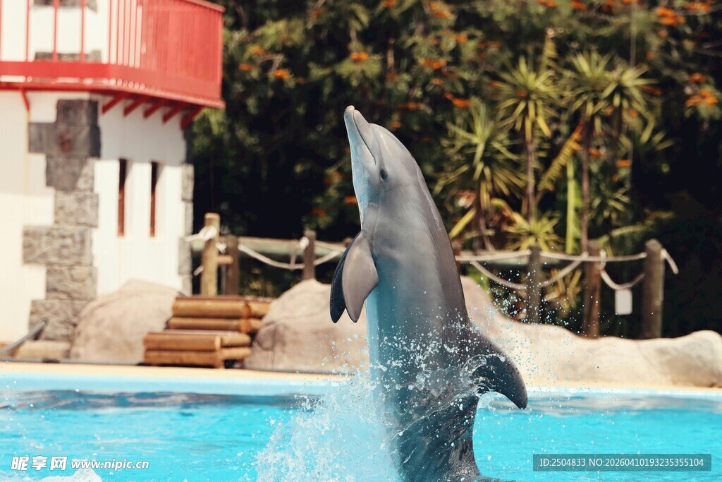海豚跃出蓝色水池表演