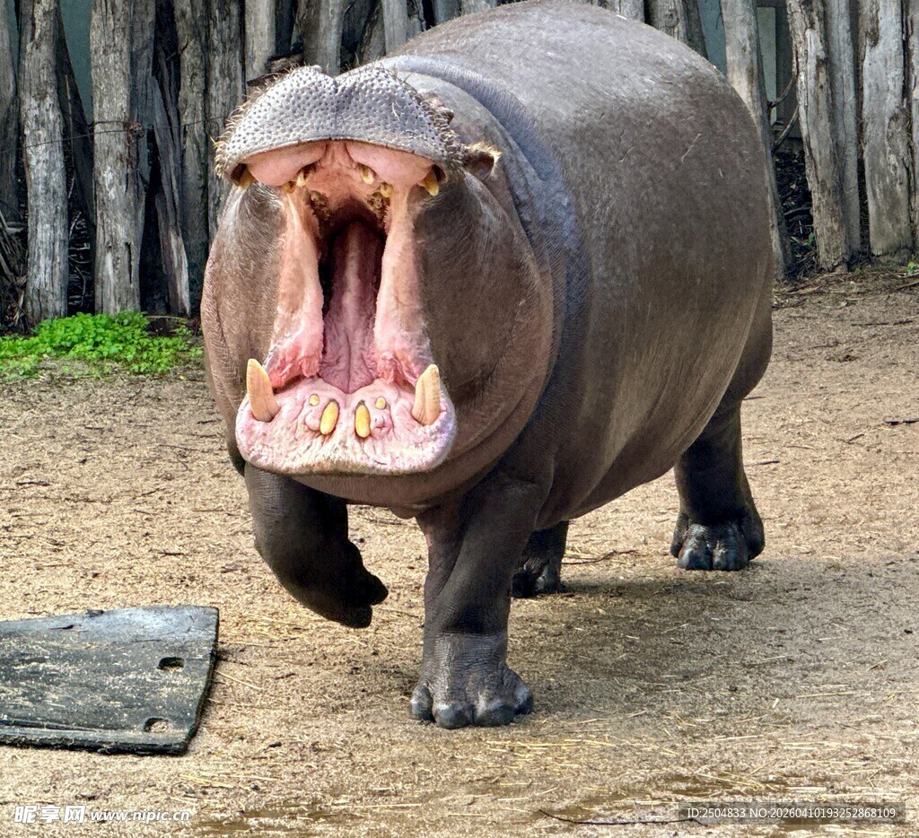 张嘴的河马