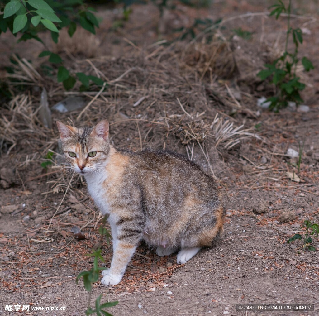 户外蹲坐的三色猫咪