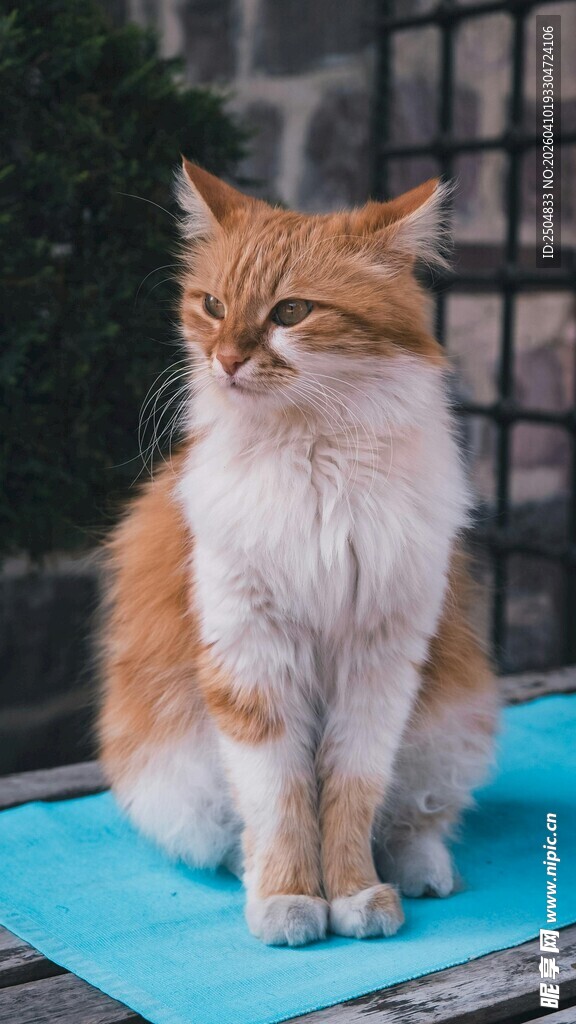 橘猫端坐蓝色垫子上