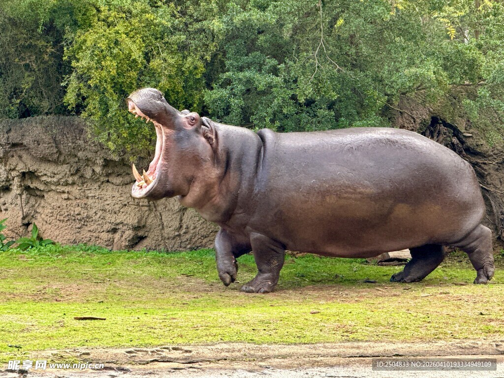 张嘴的河马