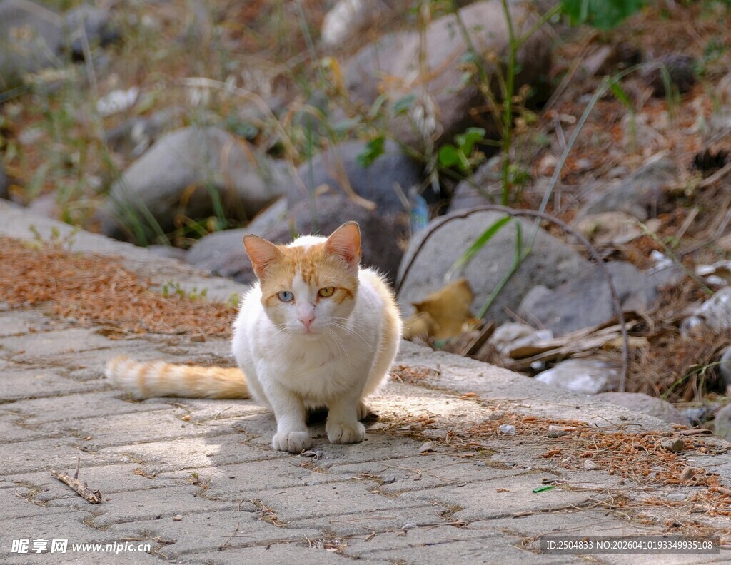 路上的可爱猫咪
