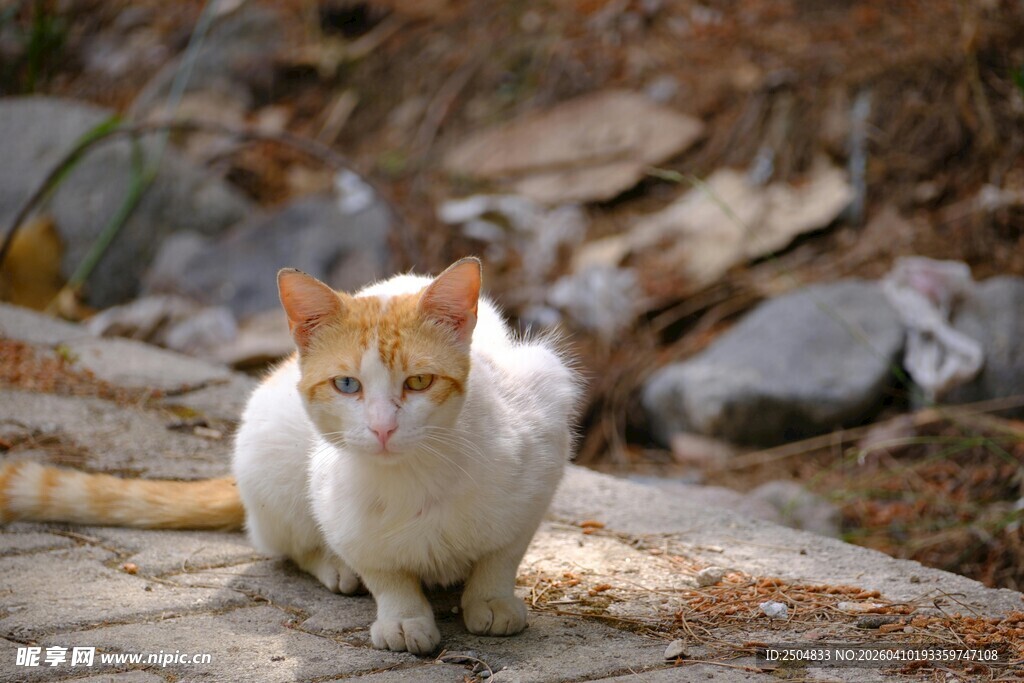 户外行走的黄白相间猫咪