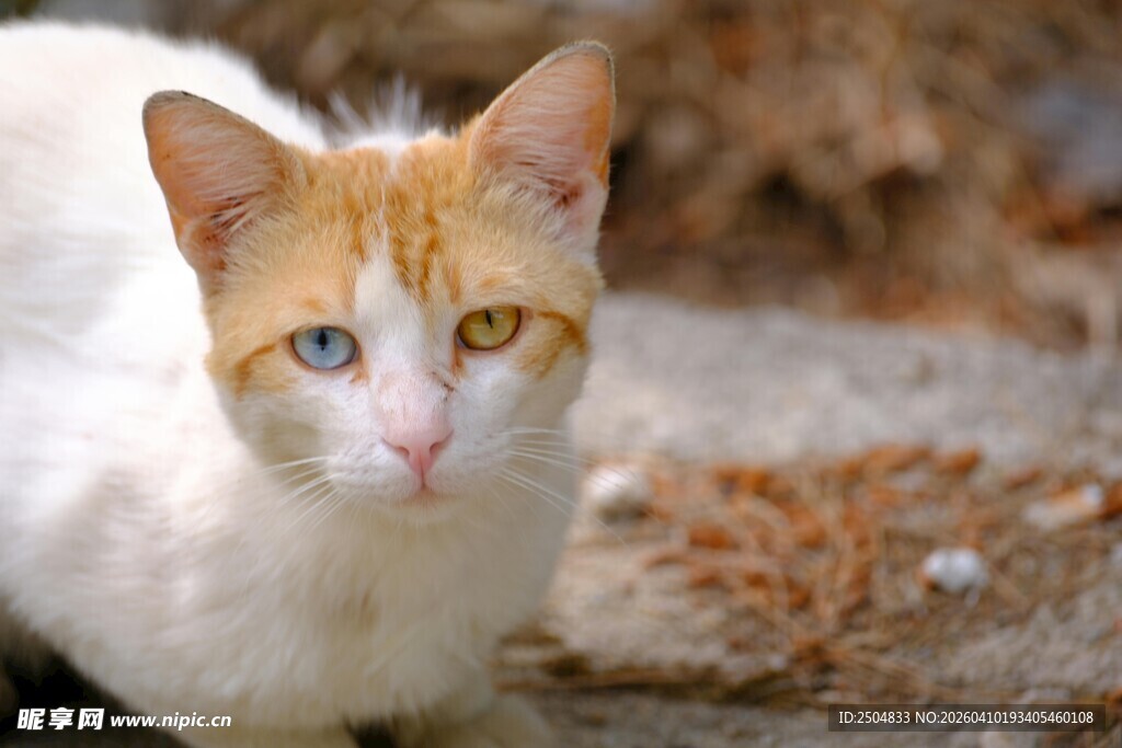 黄白猫咪近景特写