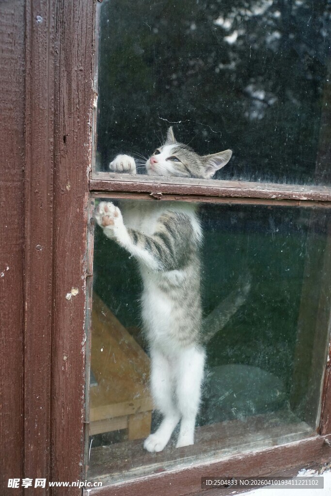 猫咪扒窗好奇张望