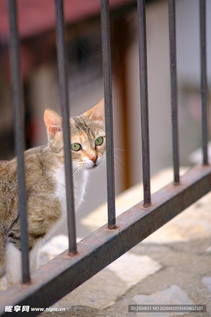 铁栏后的猫咪