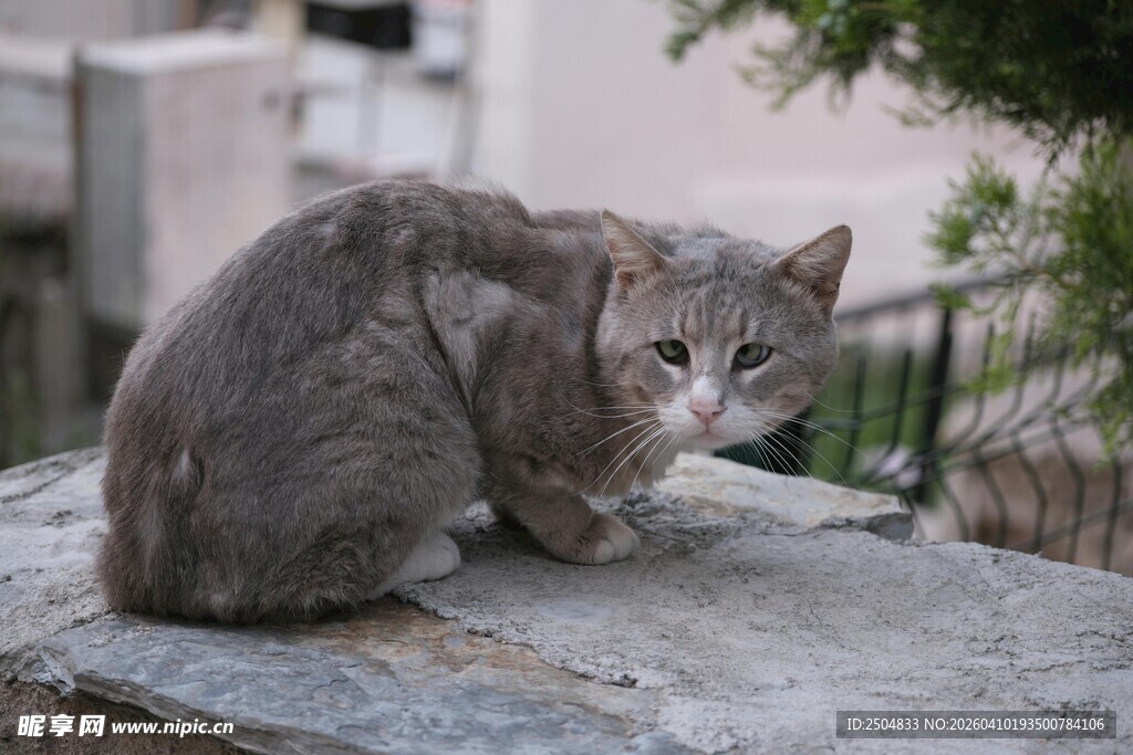 石上蹲坐的灰色猫咪