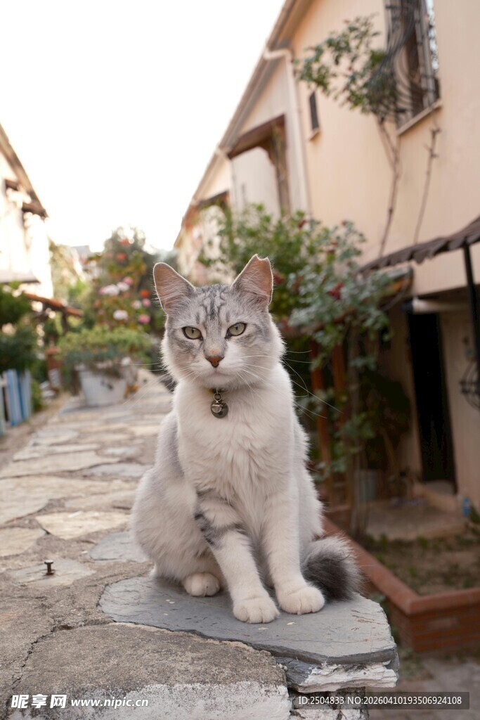 石径上的悠闲猫咪