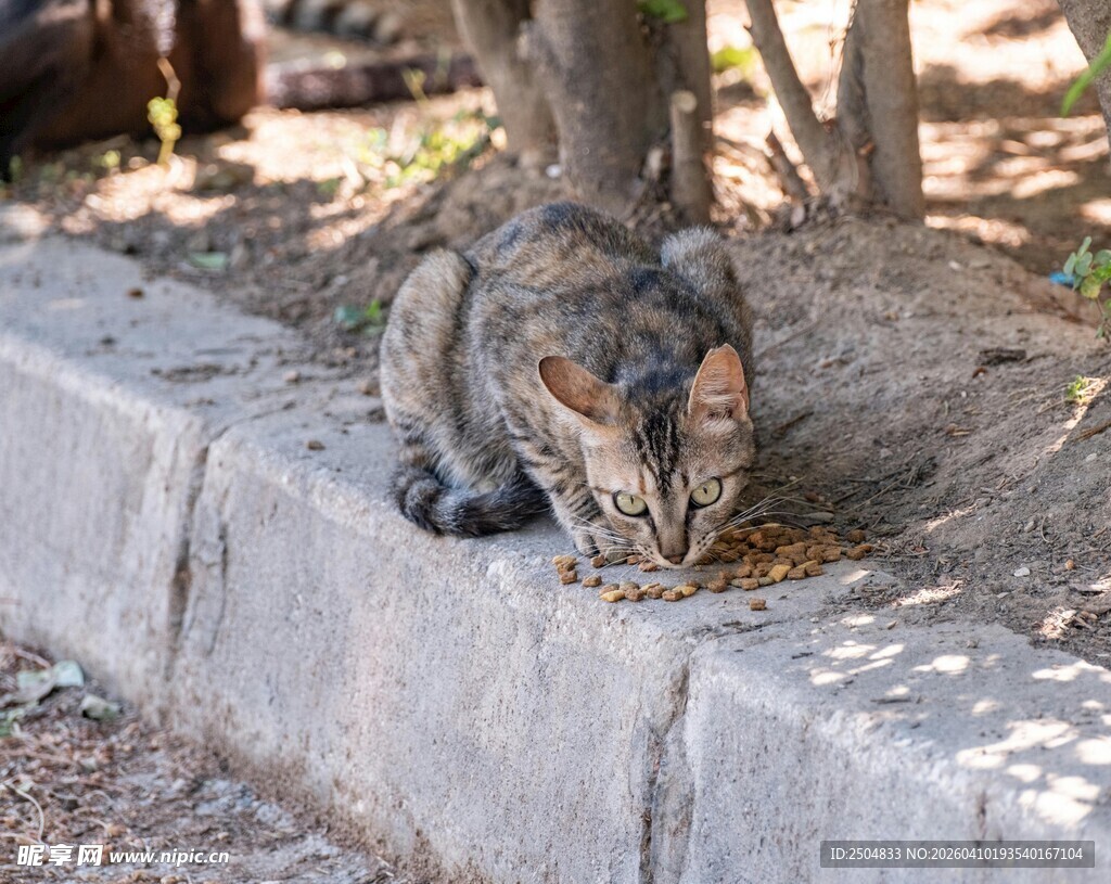路边猫咪低头专注进食