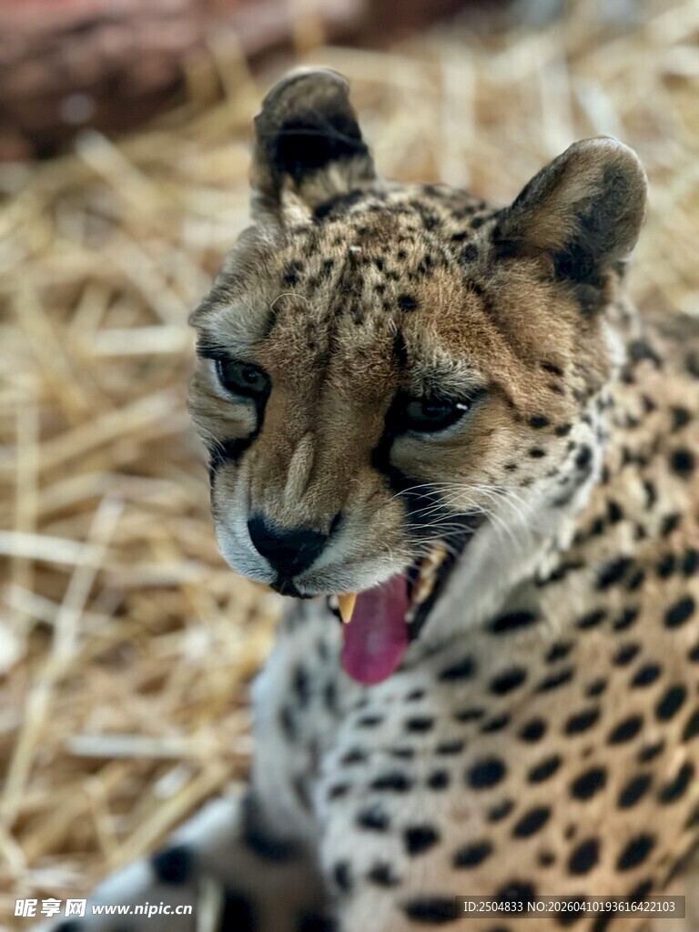 猎豹惬意吐舌瞬间