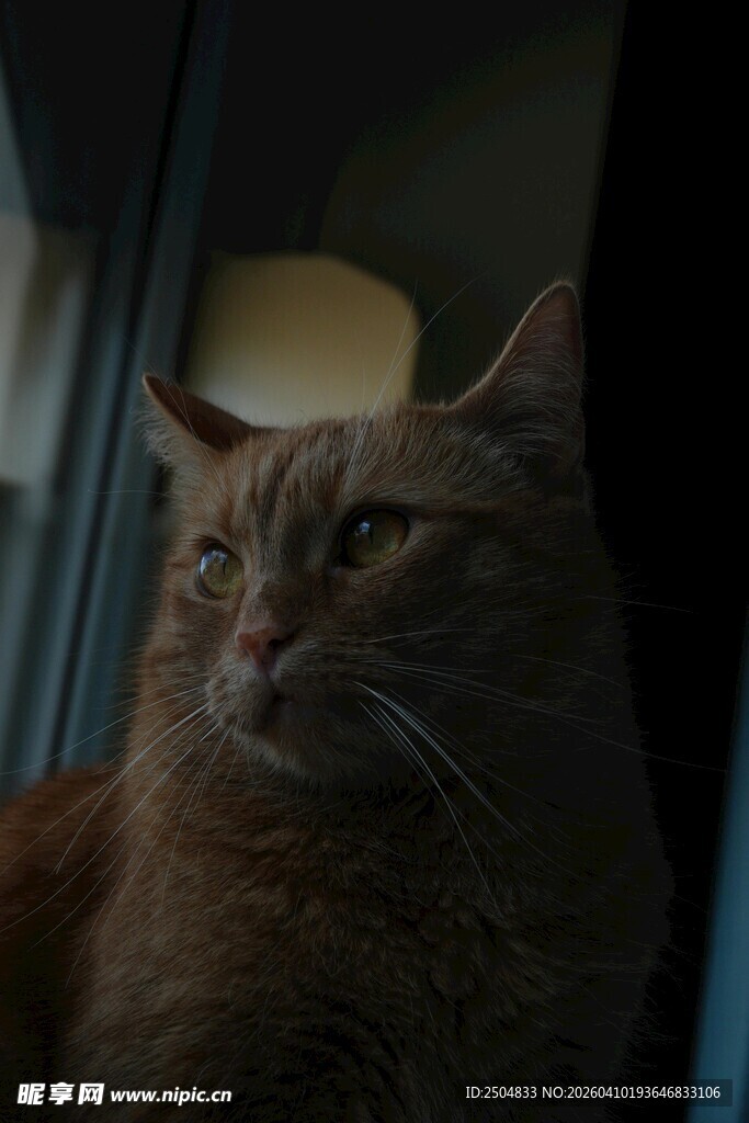 窗边凝视的可爱猫咪