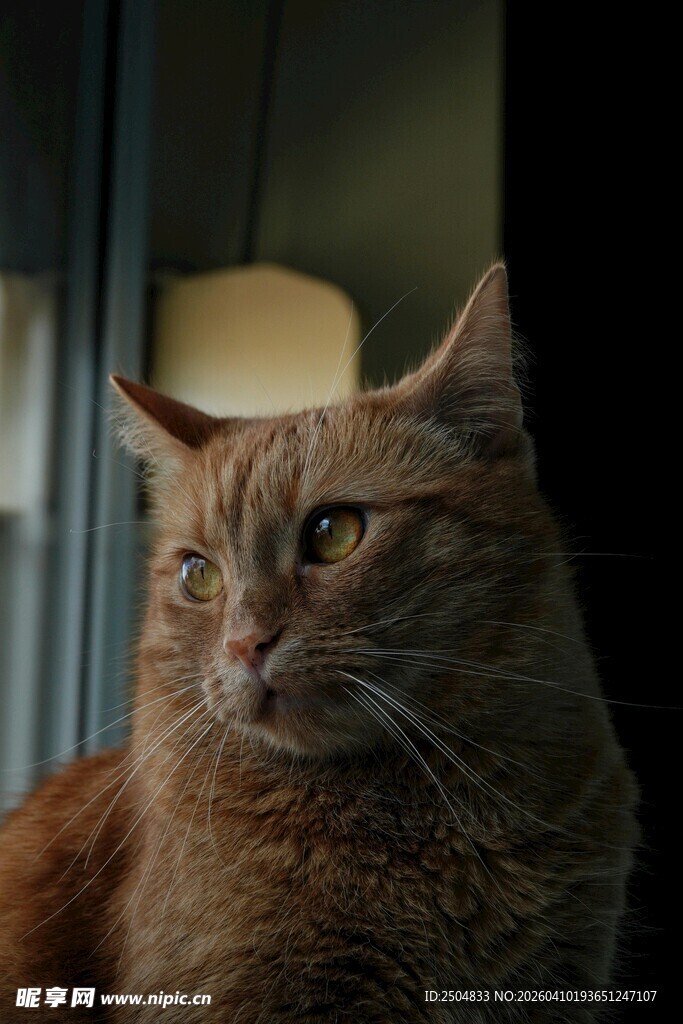 窗边的长毛猫