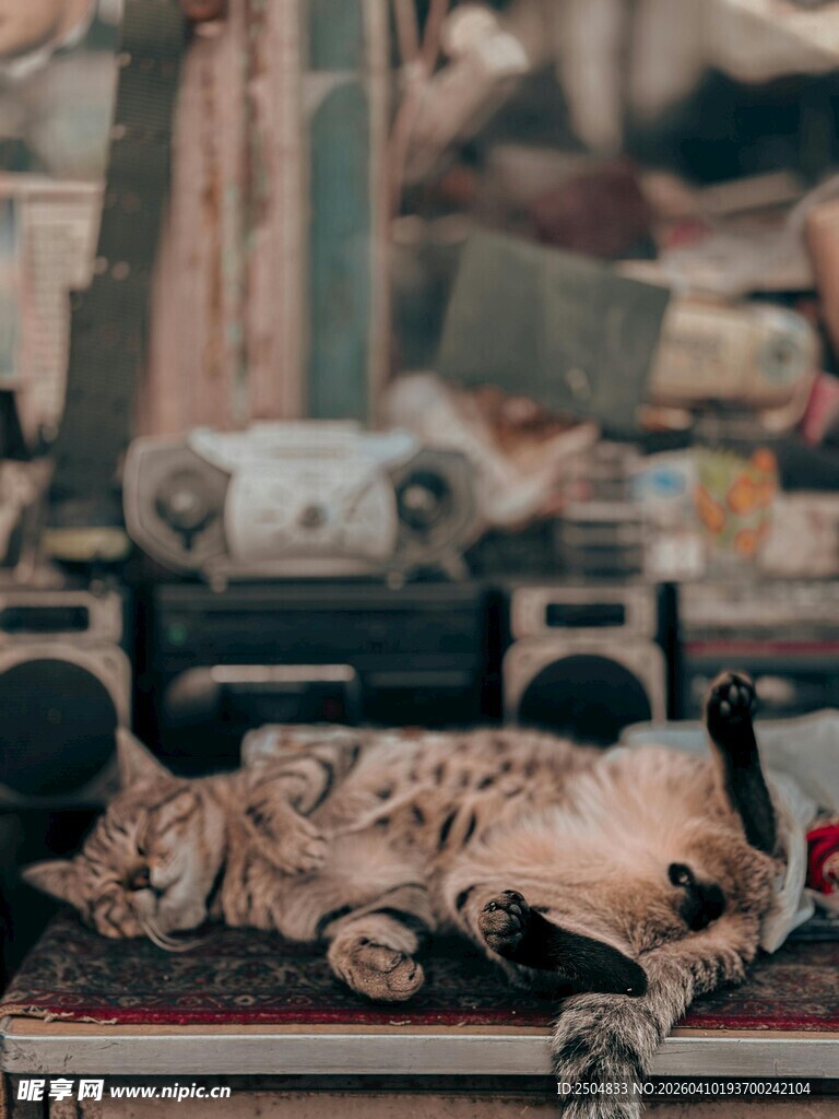 街头酣睡的猫咪