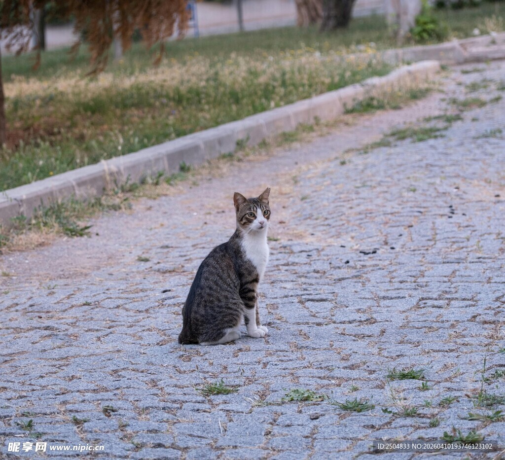 路边独坐的三色猫咪