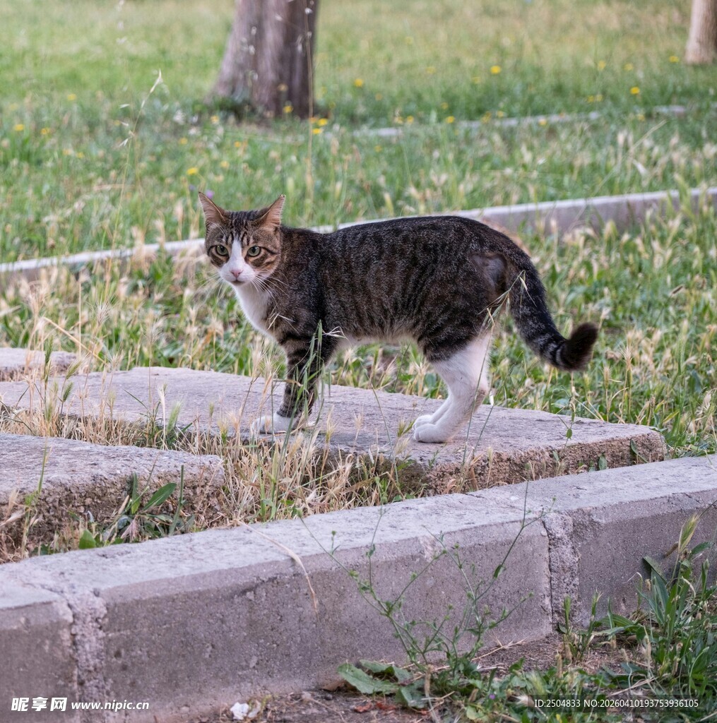 户外草地边的可爱猫咪