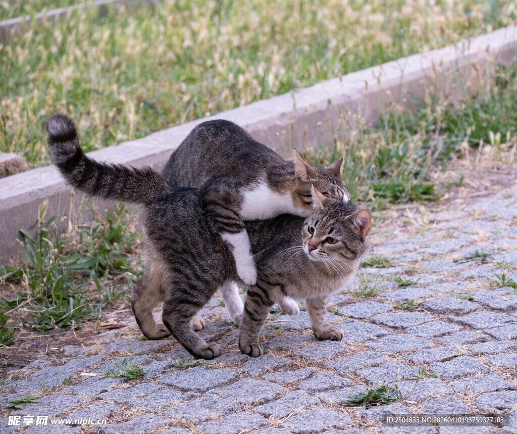 两只猫咪亲昵互动瞬间