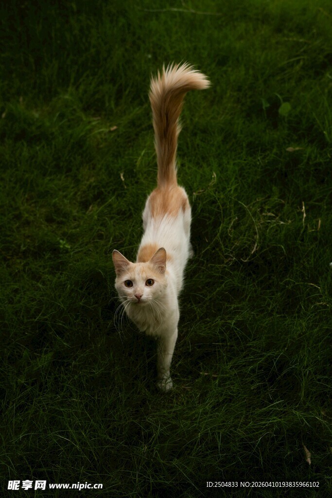 草地上的可爱猫咪