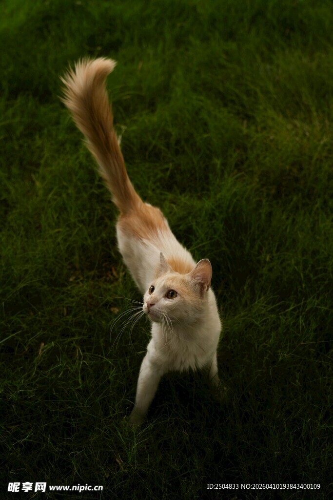草地上的可爱猫咪