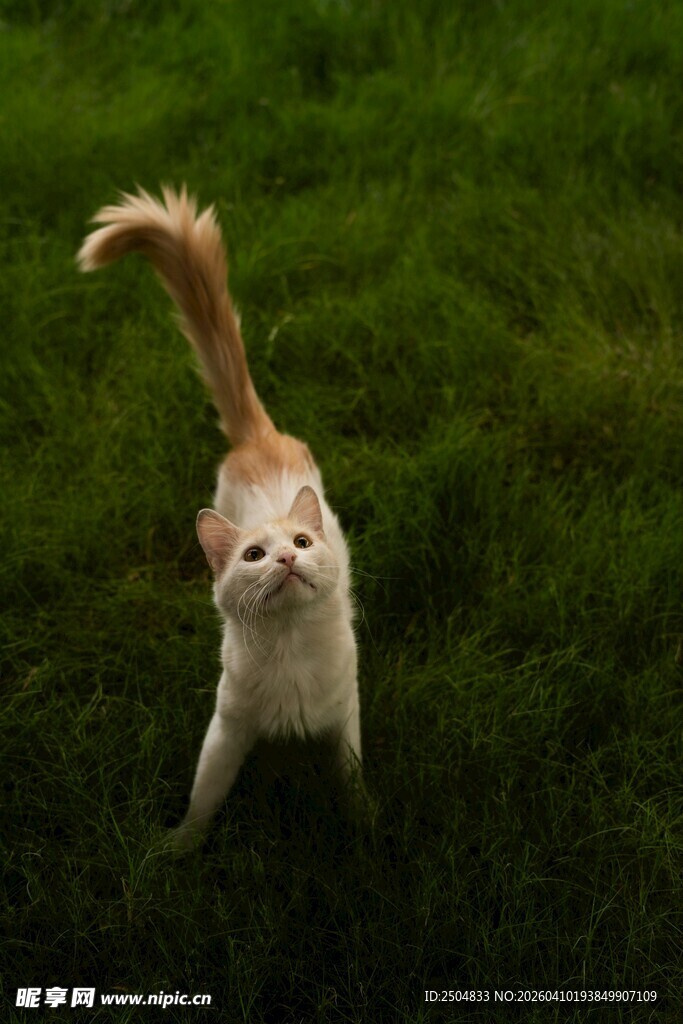 跳跃的可爱猫咪