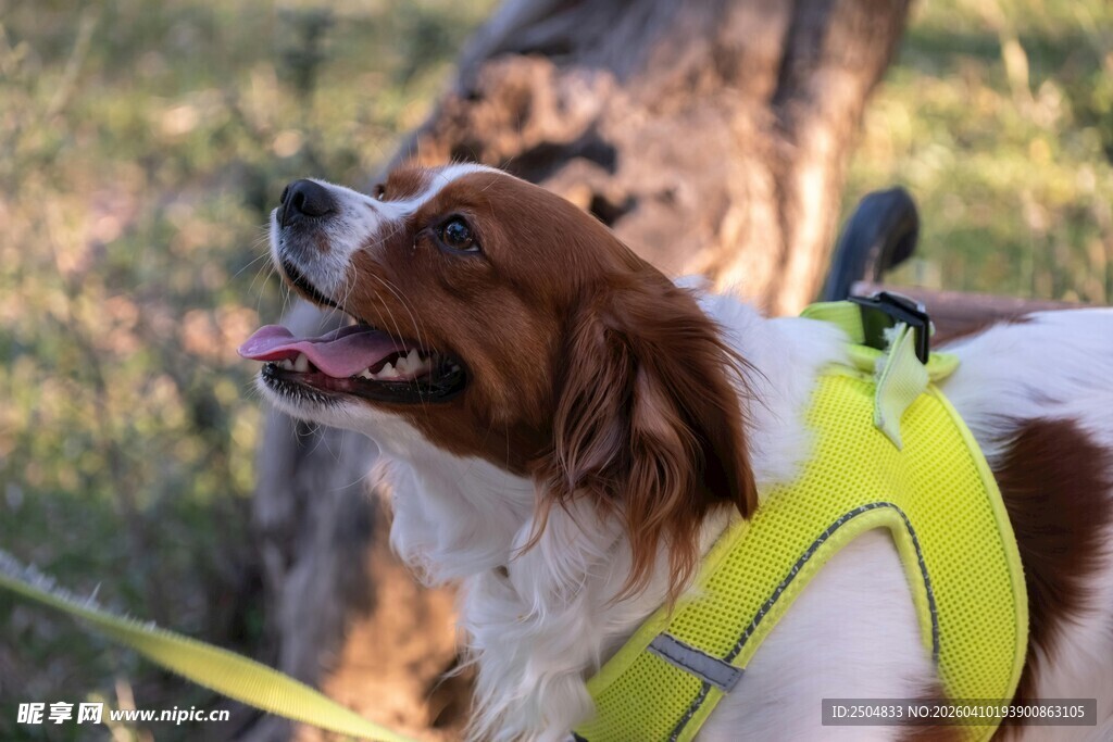 穿黄背心的欢快狗狗
