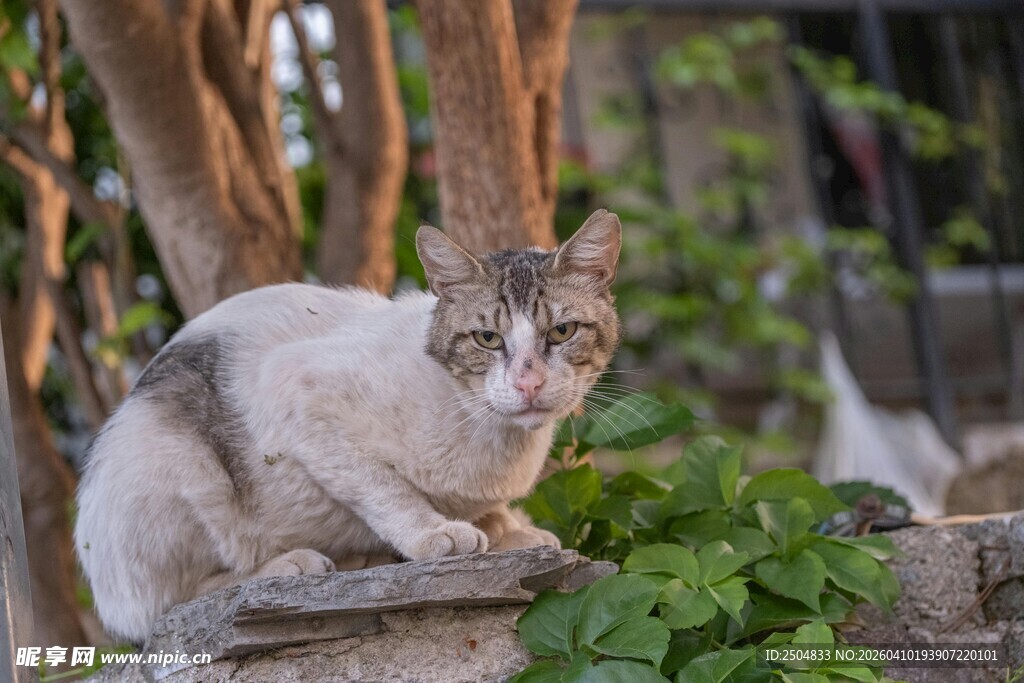 石上猫咪 悠然自在