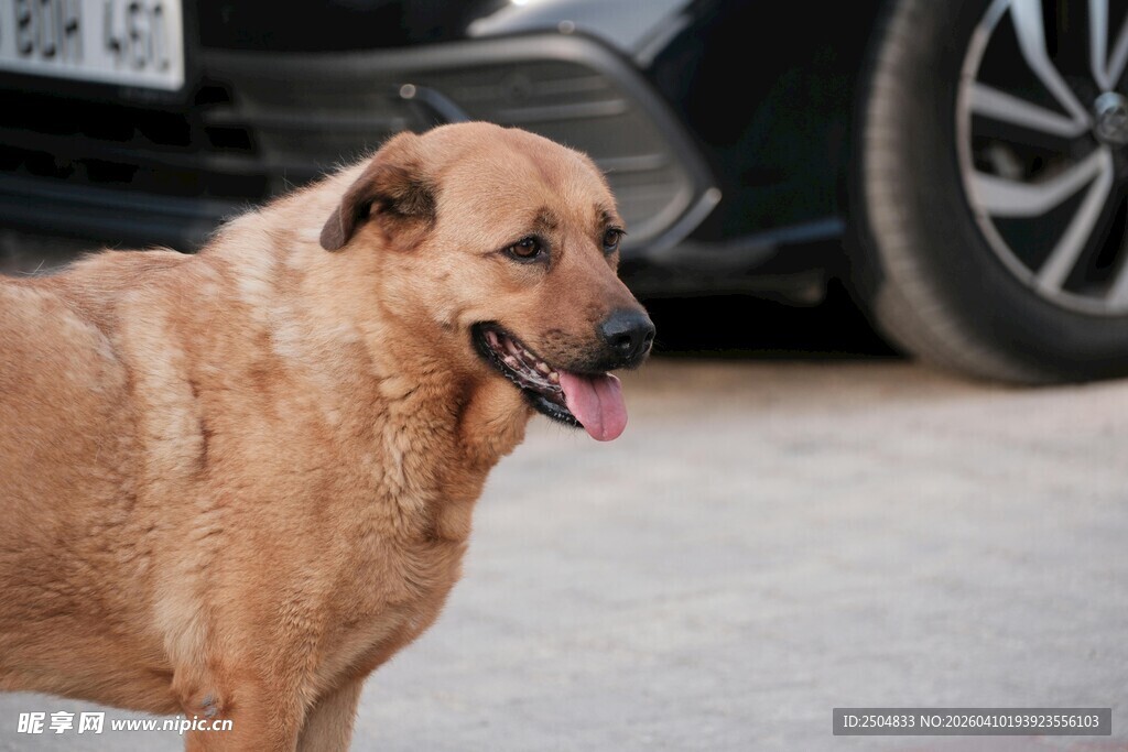 路边的棕色小狗