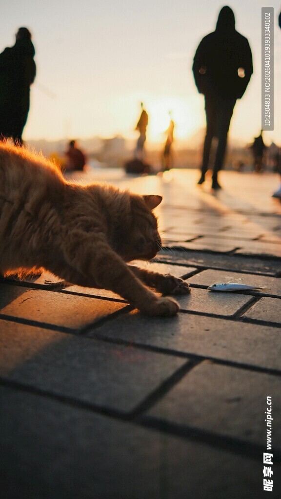 夕阳下伸懒腰的猫咪