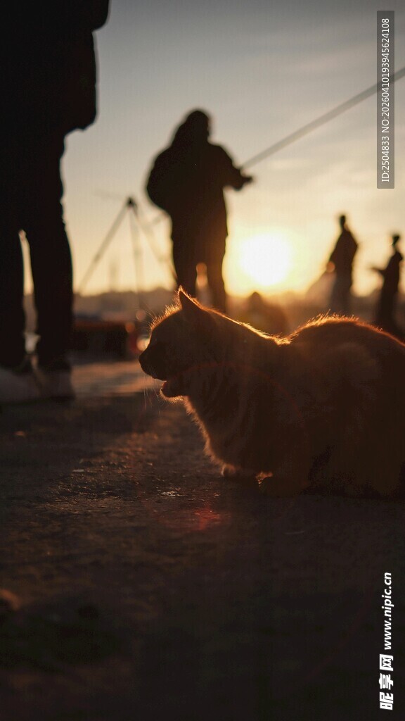 夕阳下的人与宠物