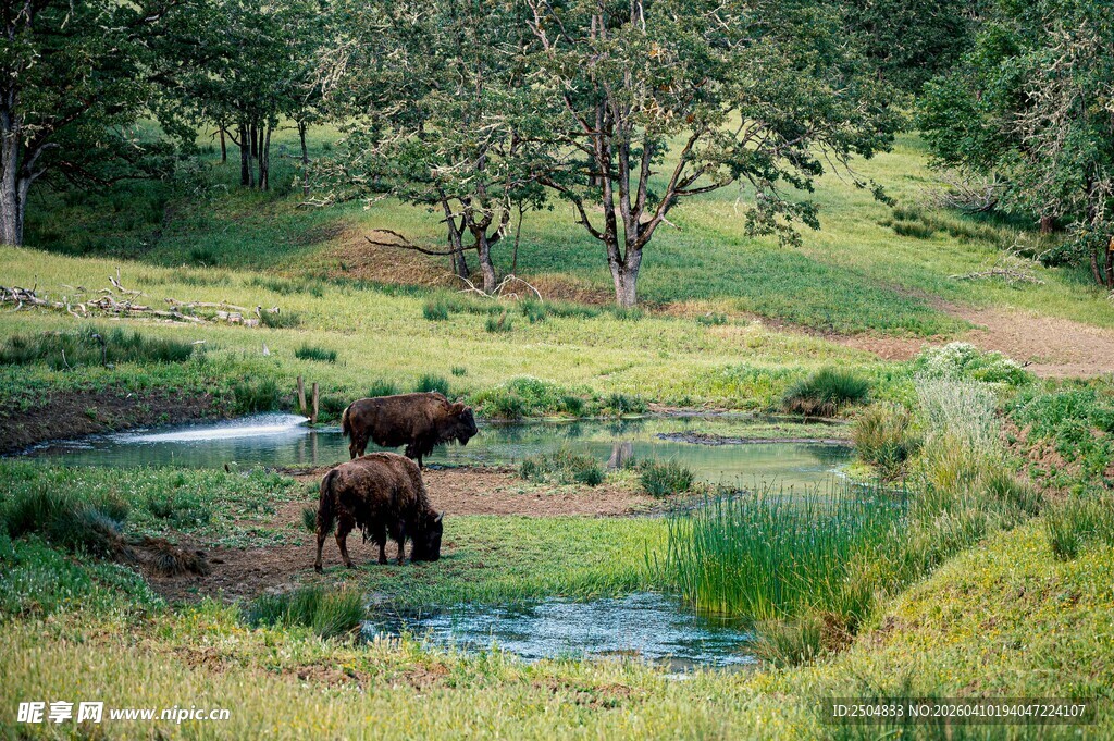 草原上的熊与潺潺溪流