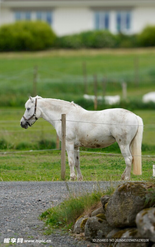 草地上的白色骏马