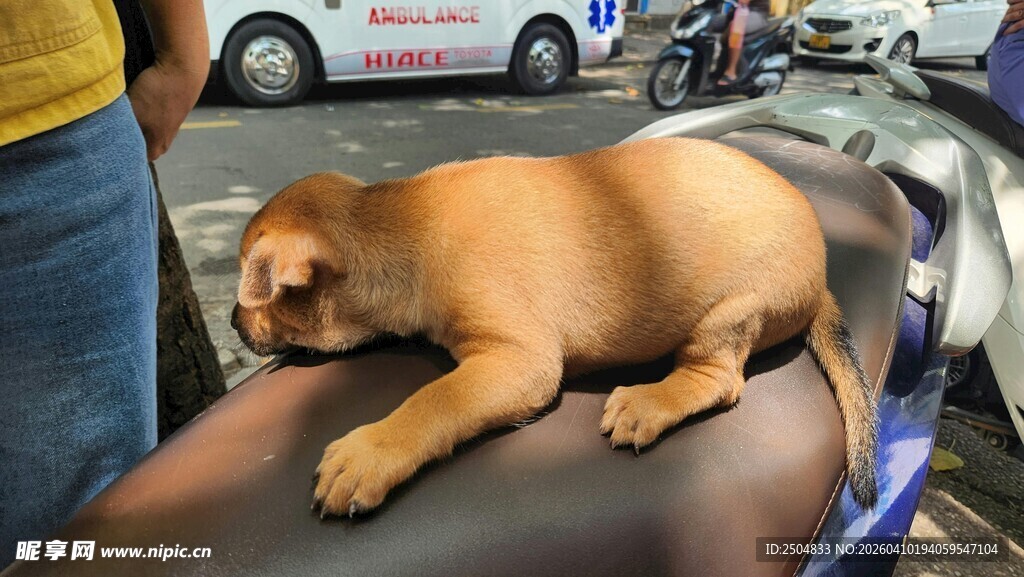趴在人腿上休息的棕色小狗