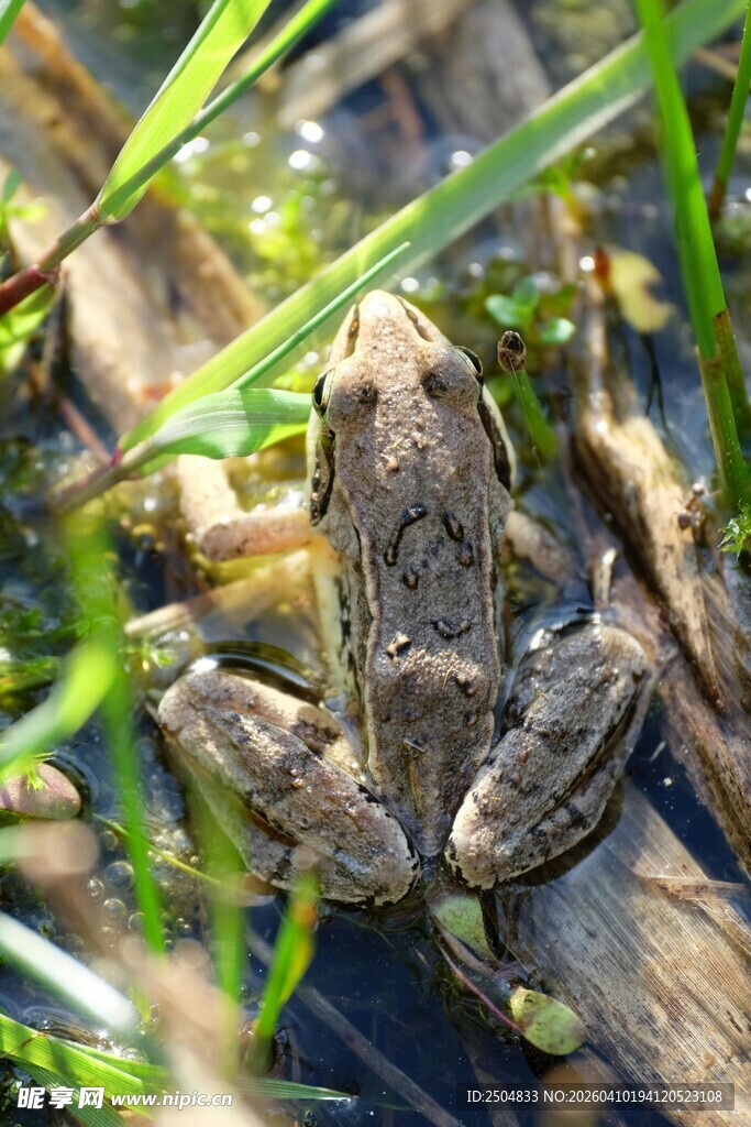 草丛中的棕色青蛙