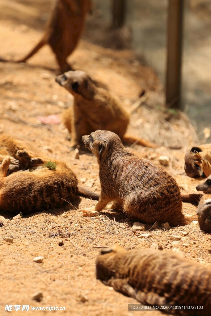 一群狐獴在地面活动