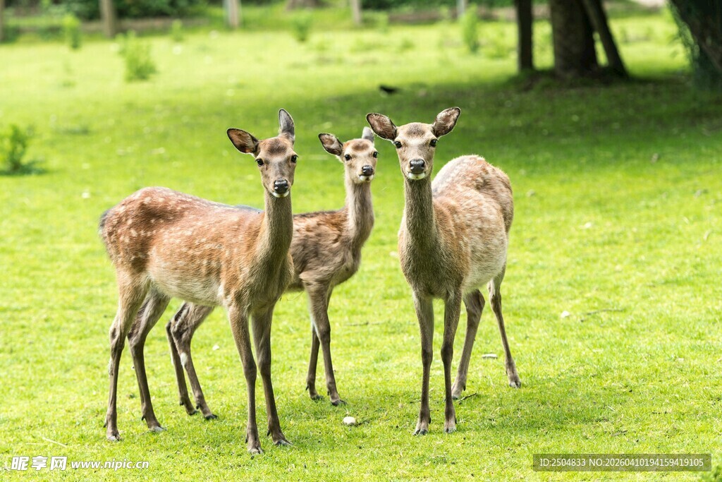 草地上的几只小鹿