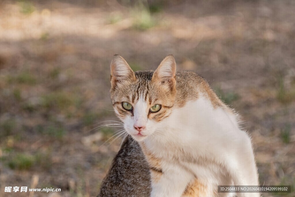 户外回首的斑纹猫咪