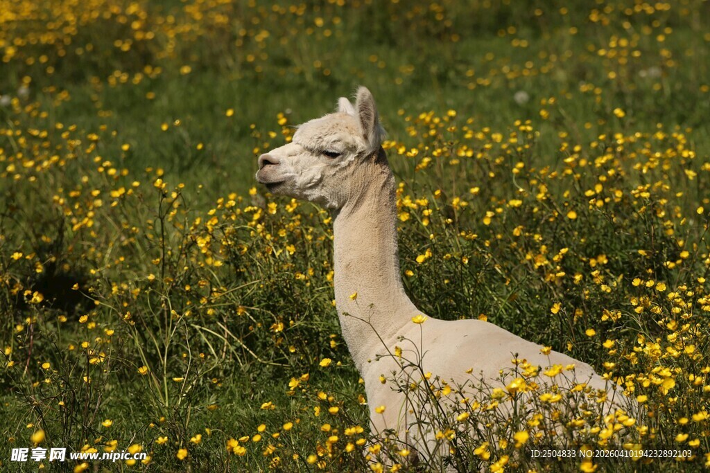 草地上的白色羊驼