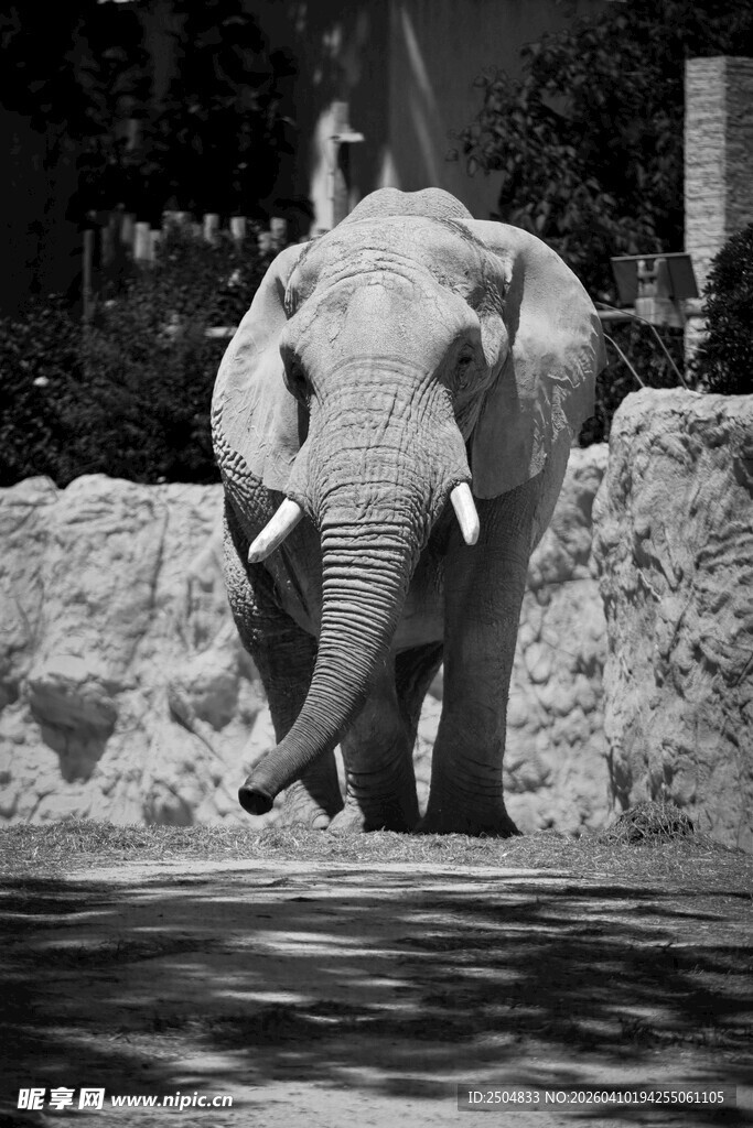 大象在水边站立