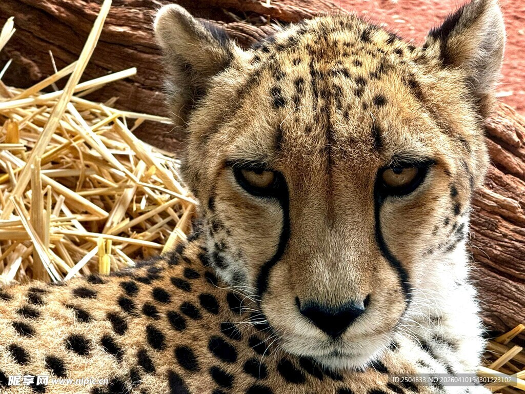 猎豹静卧于干草之上