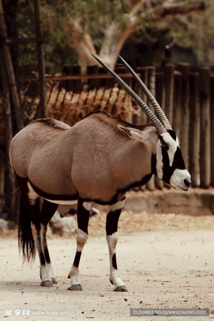 站立的南非直角长角羚