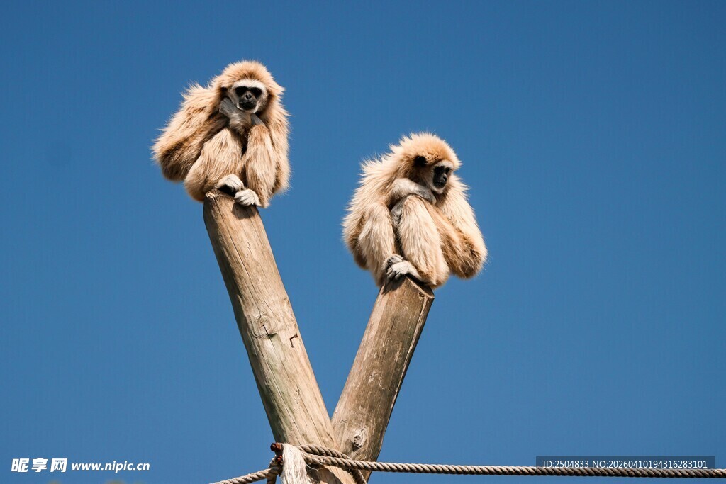 双猴栖息于树枝上