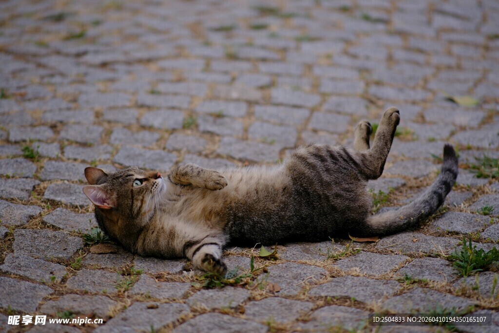 猫咪惬意躺地享受时光