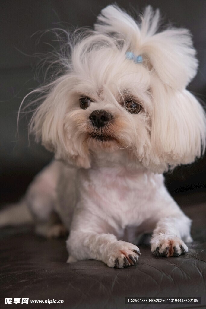 可爱白毛小狗乖巧趴坐