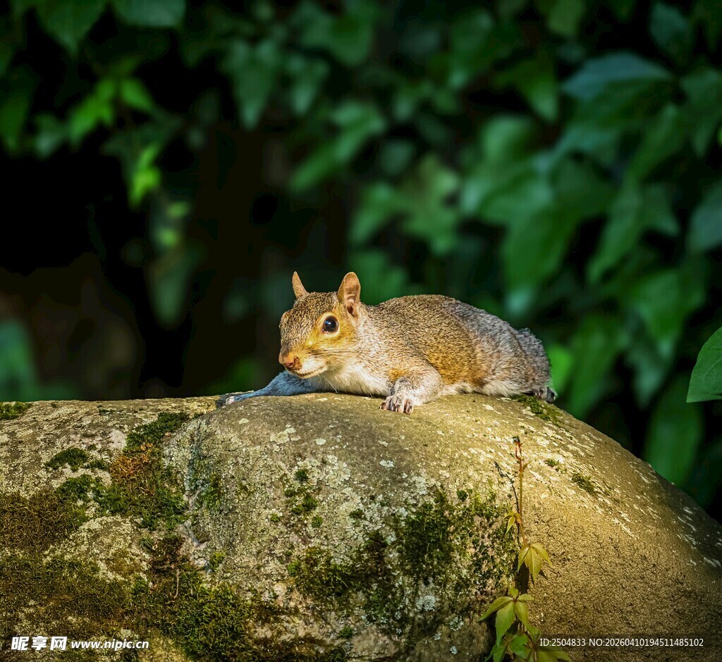 岩石上的可爱松鼠