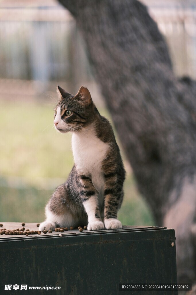 户外蹲坐的可爱猫咪