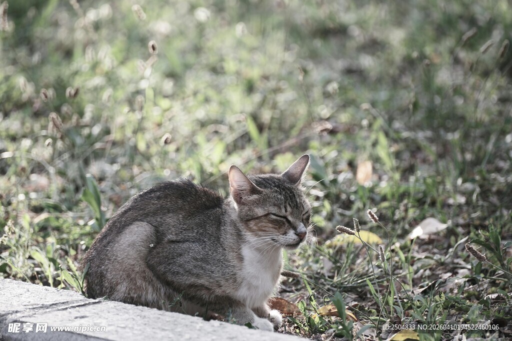 蹲坐草地的可爱灰猫